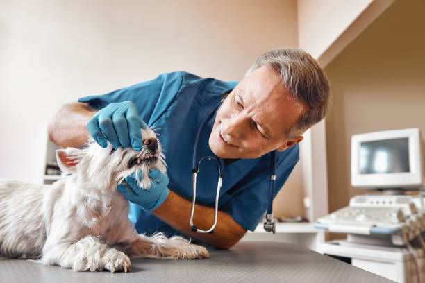 Best Emergency Treatment for Toothache in Rancho Alegre, TX